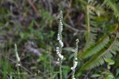 Spiranthes sinensis